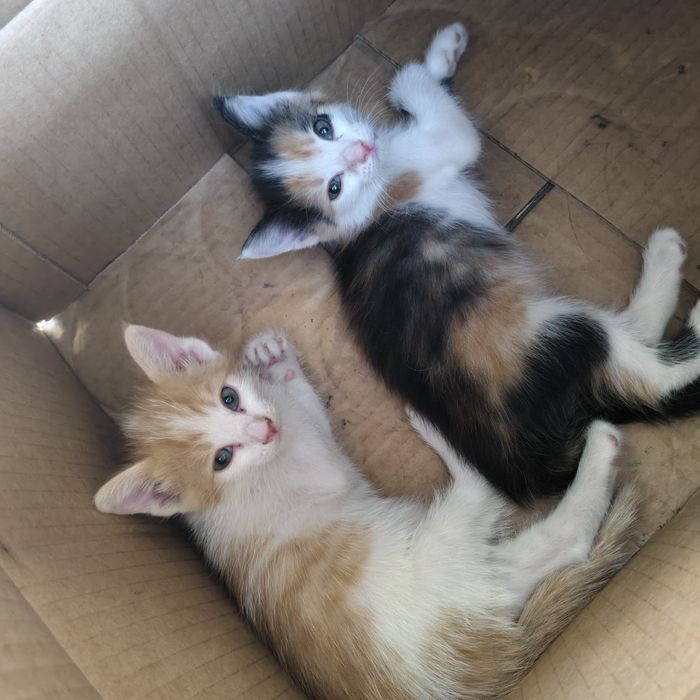 Отдам двух котёнок
