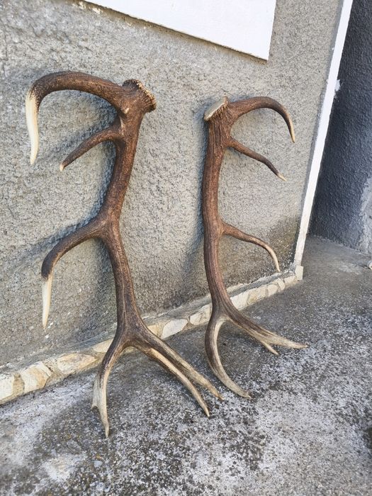 Чифт рога от елен, трофей