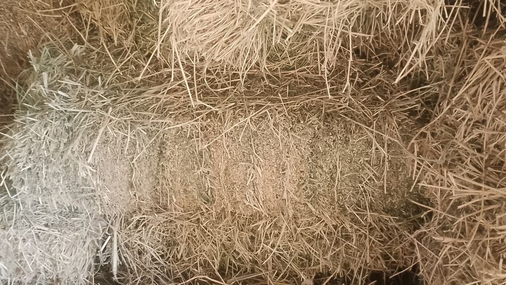 Сомон бугдой и шоли беда. Бугдой дон