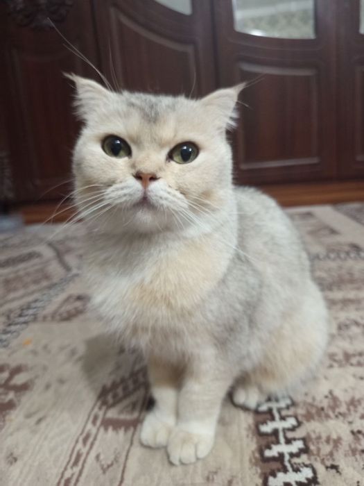 Mushu sotiladi qiz