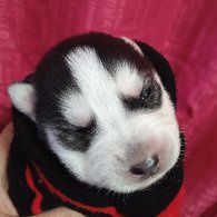 Открыта бронь на щенков хаски