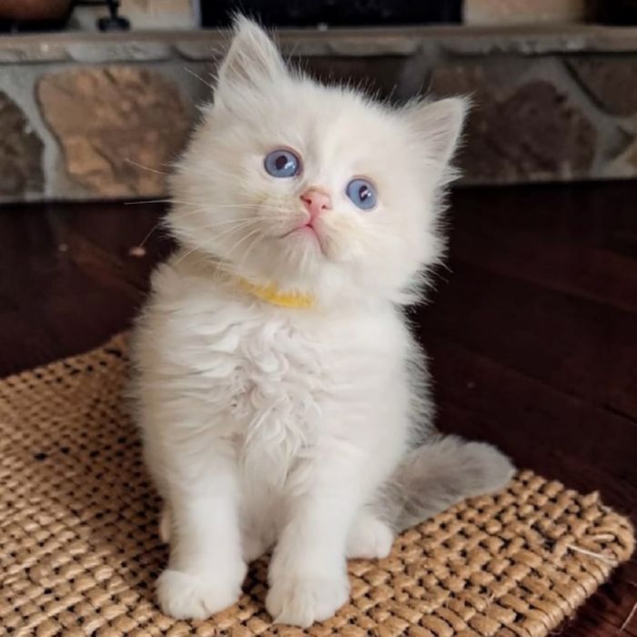 Disponibil mascul Ragdoll