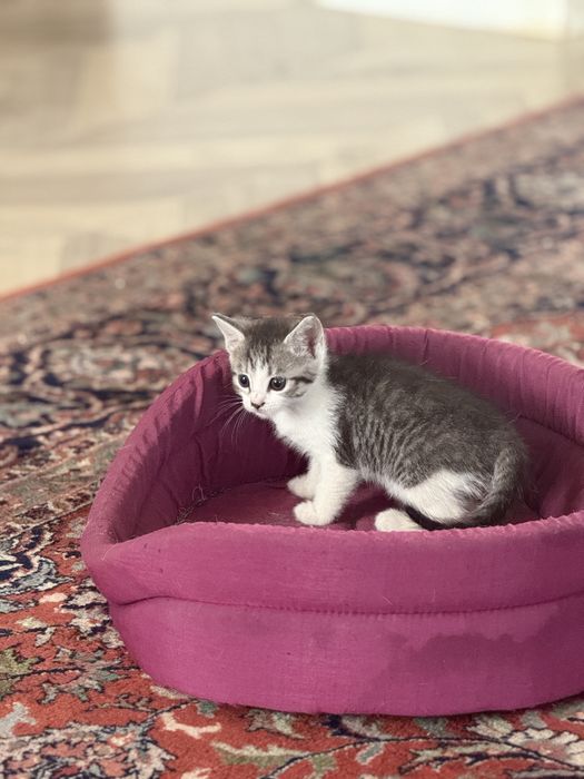 Pisici spre adopție