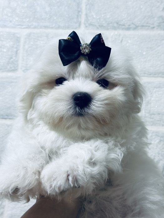 Красивый малыш мальтезе