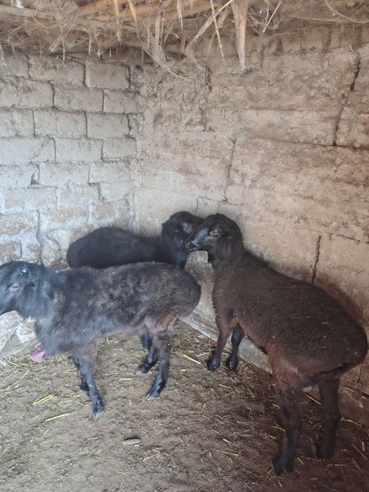 Тоқты қошқарлар сатылады