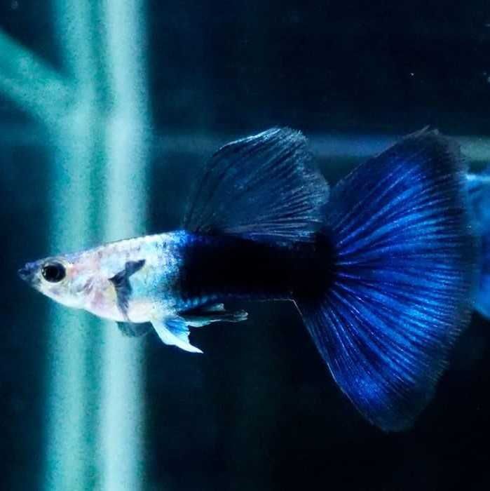 гуппи синий цвет Блю дрим