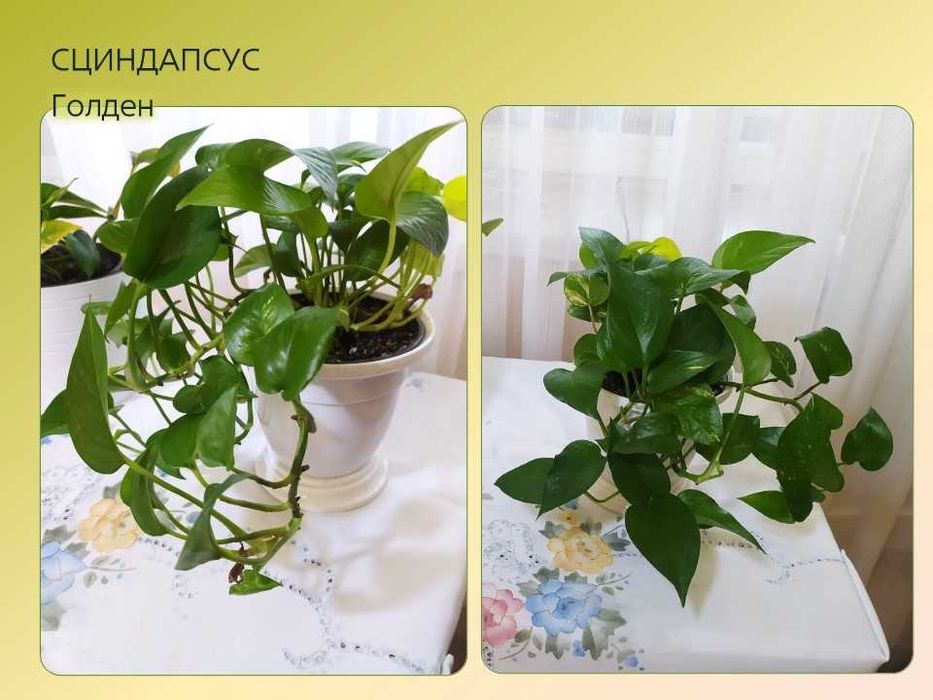 Домашние цветы. Сциндапсусы