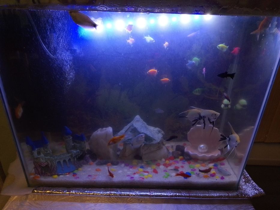 Аквариум с рыбками