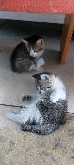 Котят одам в хорошие руки