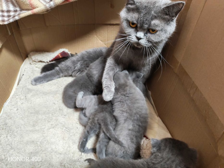 Британско късокосместо коте