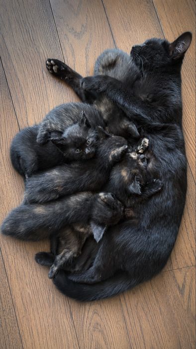 Котенок домашний