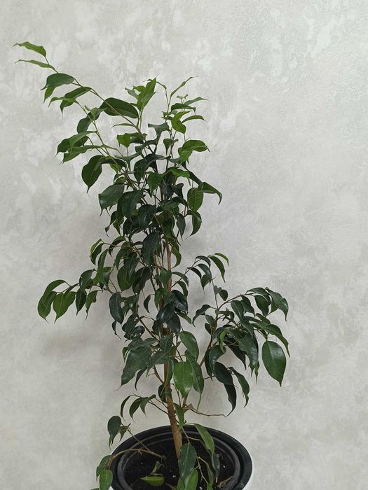 Бенджамин продается