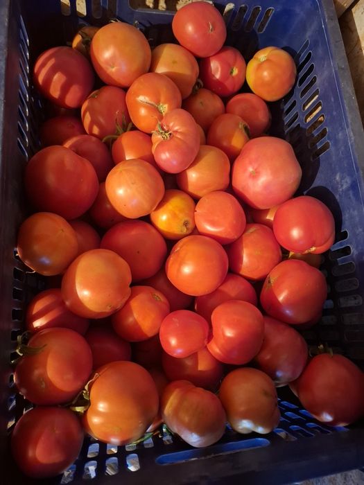 Продам дачные помидоры