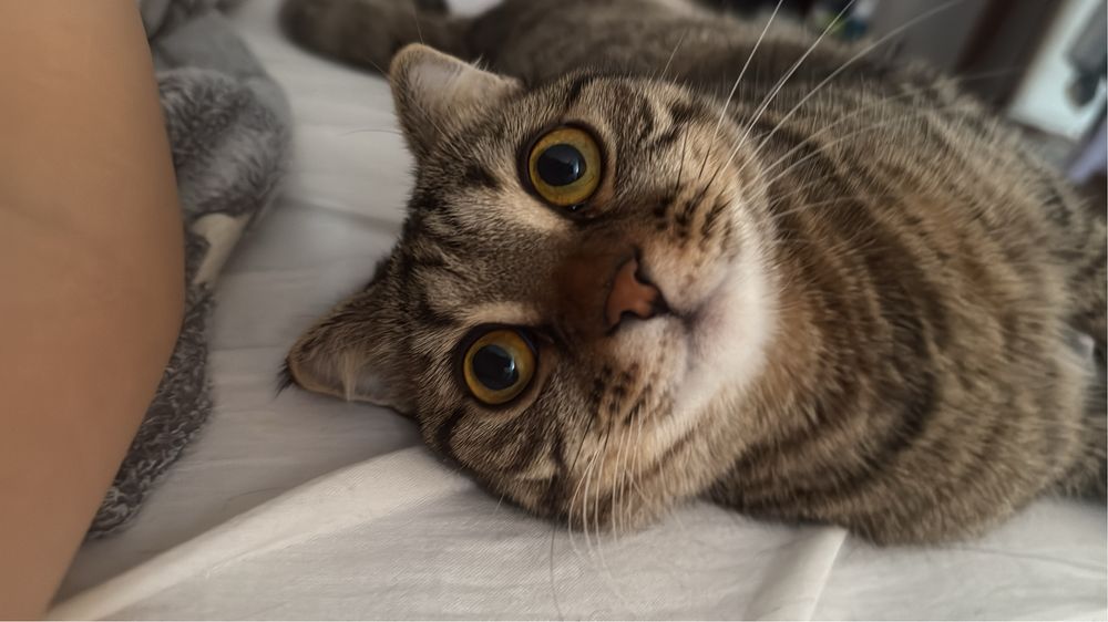 Кошка британская