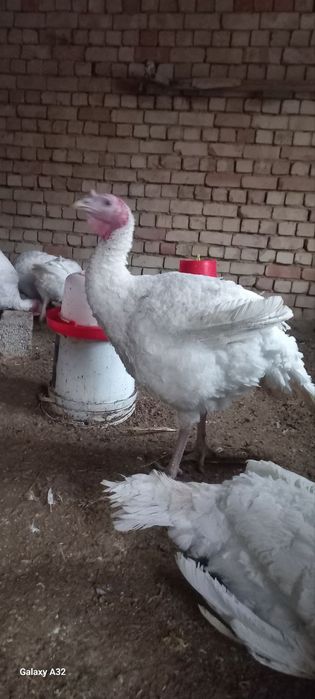 Big 6 kurkalari sotiladi