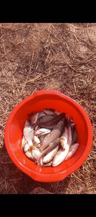 Балки бокадиган кулдан