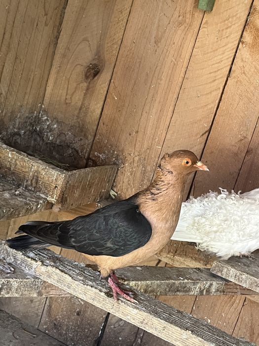 Vand pereche bronzati