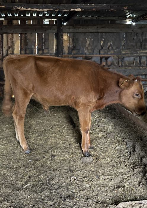 Продам двух телят бычков