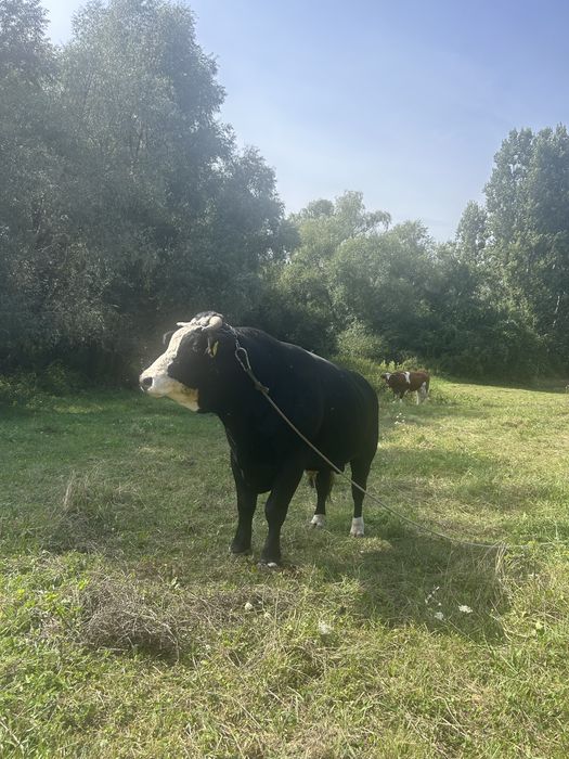 Taur de vanzare