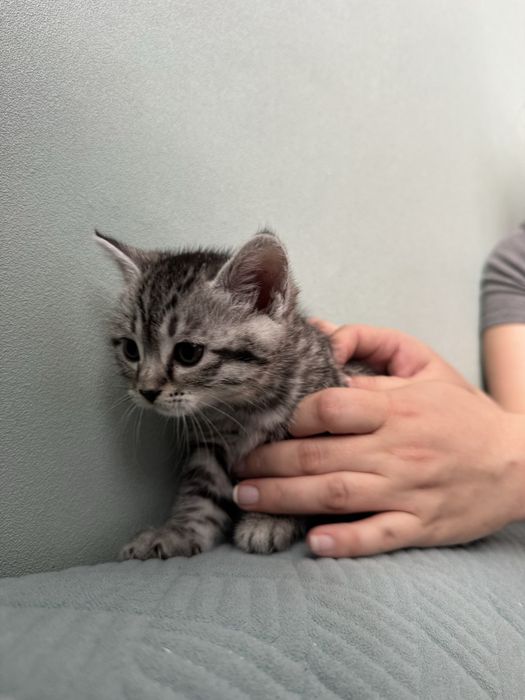 Котенки пародистые