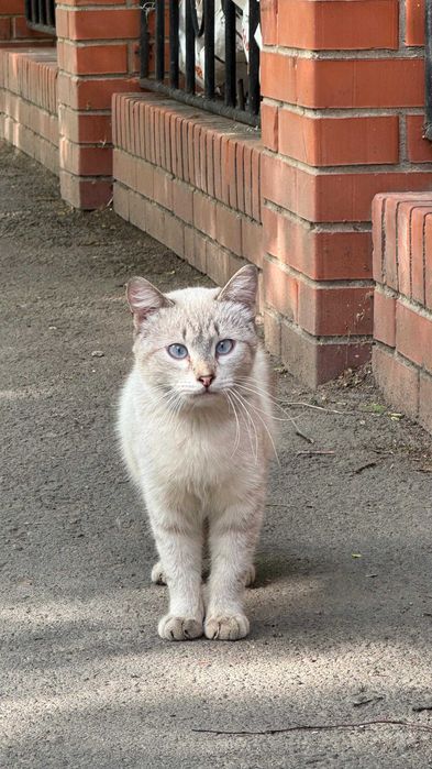 Чудесный котик Геракл