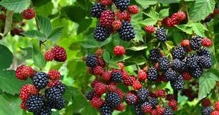 Mur rubus fruticosus thornfree ghiveci