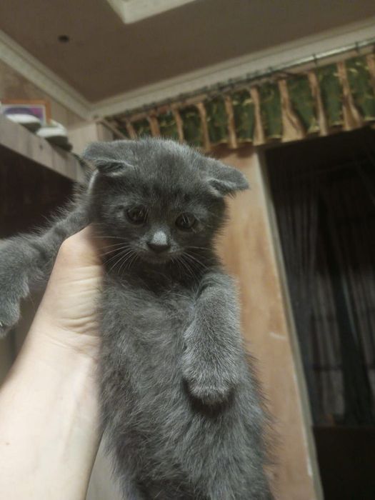 Уникальные и ласковые котята в добрые руки!