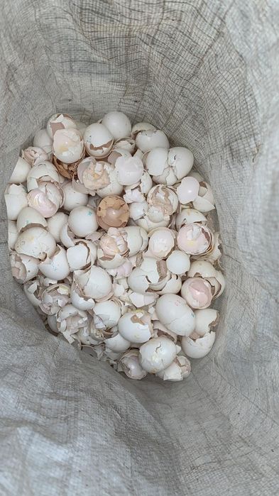Скорлупа яиц куринных