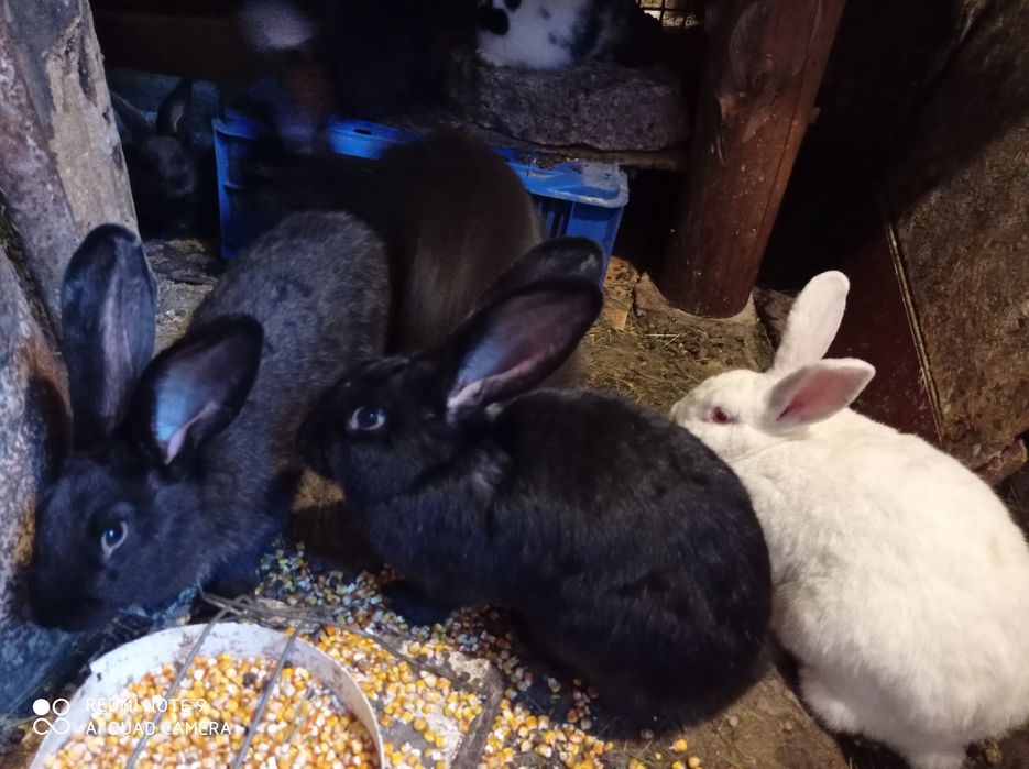 Iepuri de vinzare Brasov masculi maturi femele fluture german