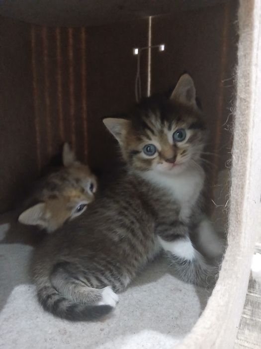 Отдам  трех котят