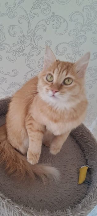 ОТДАМ КОШКУ в добрые руки