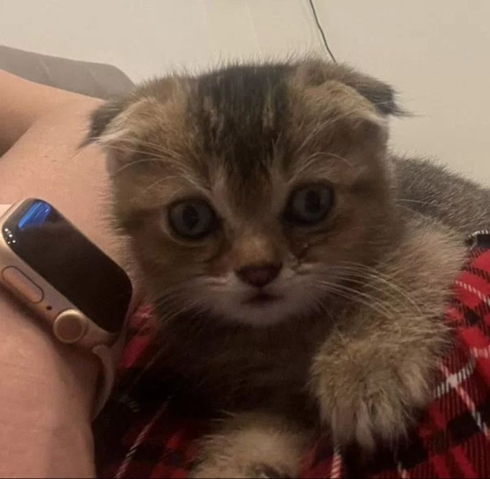 Шотландские шиншиллы мальчики привиты 4 мес