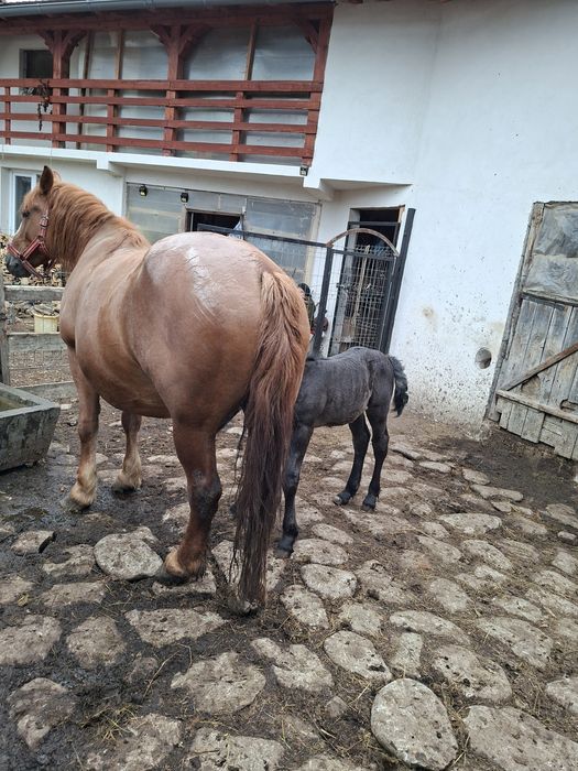 Iapă si mânză de vânzare
