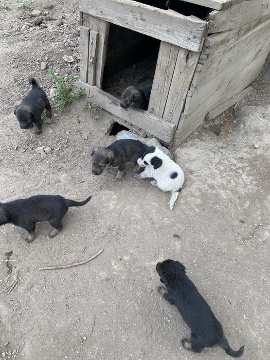Отдам щенят в хорошие руки