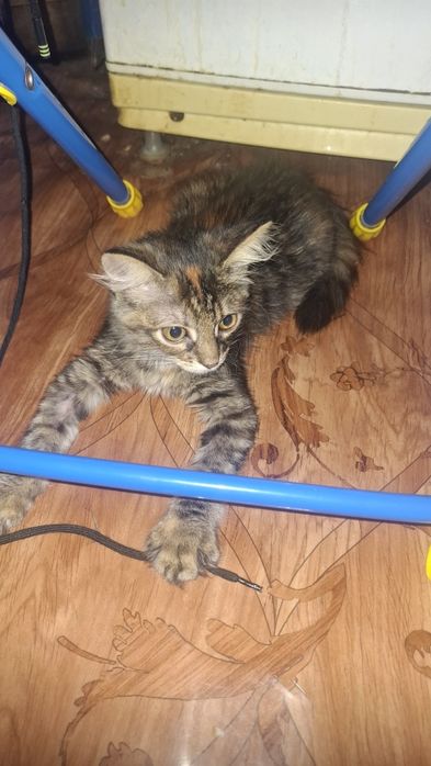 Котёнок маленький