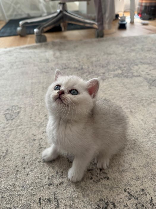 Puiut British Shorthair chinchilla silver