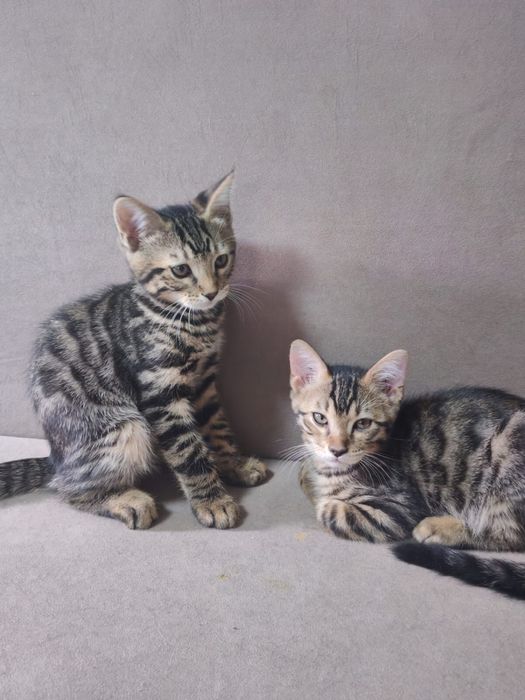 Продам котят Бенгальцев