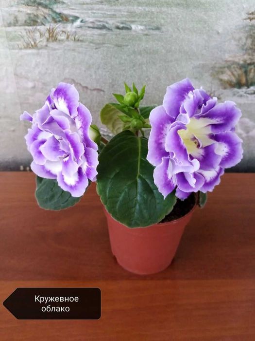 Продам семена глоксиний