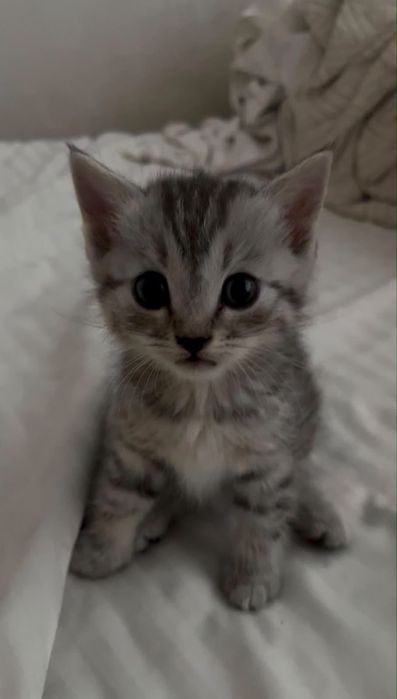 Котята скоттиш страйт