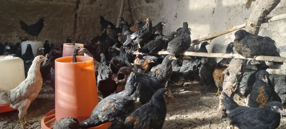 Жожалар бор 15 кунлик 1 ойлик 4 ойлик