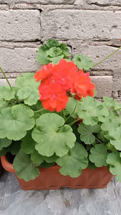 Продам герань от 500