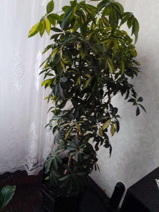 Дървото на парите