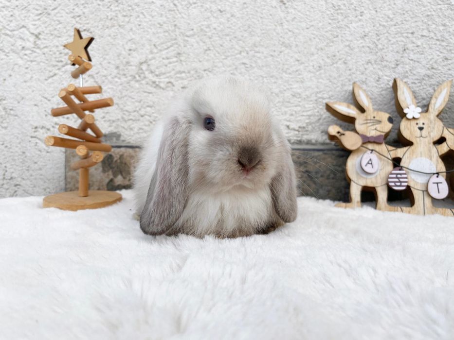 Iepuri pitici de companie mini lop/berbec pitic/holland lop