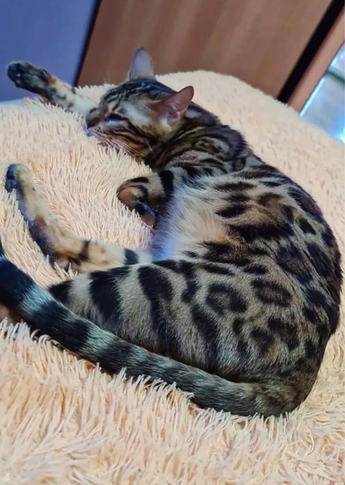 Котята породы бенгальская