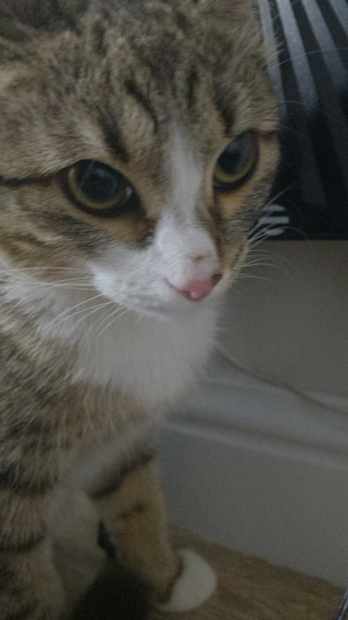 Котёнок девочка 1 годик