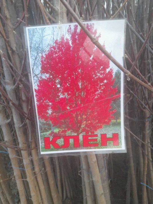 Xarhil ko'chatlardekarativ archalar mevali ko'chatlar arzon narhlarda.