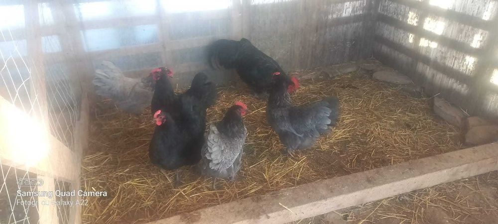 Găini de rasă de vânzare  creme legbar, austrolorp pe albastru,brekal