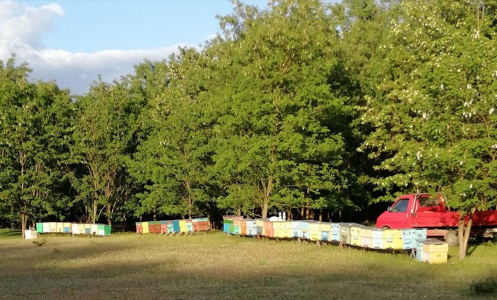 Vând 10 familii de albine