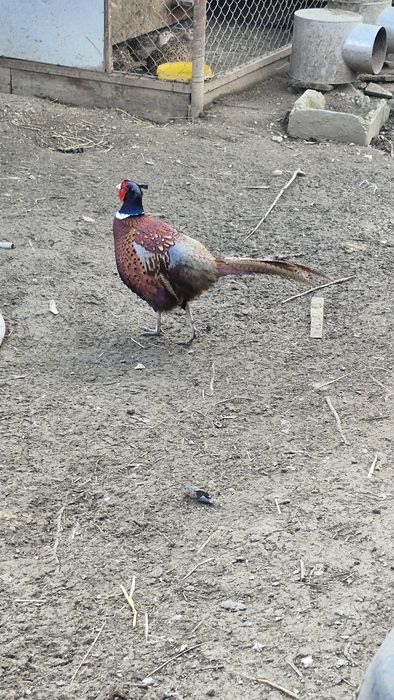 Schimb fazani comuni