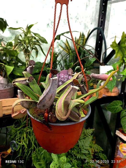 Непентес хищные растения